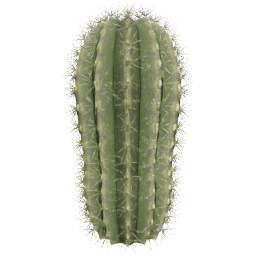 Parodia magnifica C spring summer
