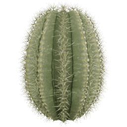 Parodia magnifica D spring summer
