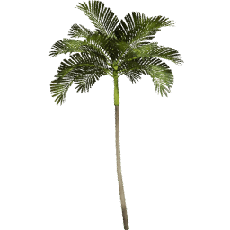 Areca catechu C spring summer