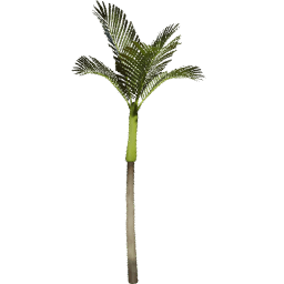 Areca catechu D spring summer