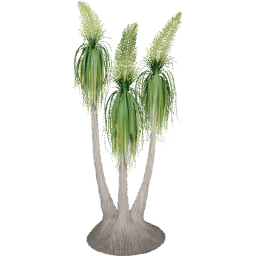 Beaucarnea recurvata A spring