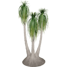 Beaucarnea recurvata A summer