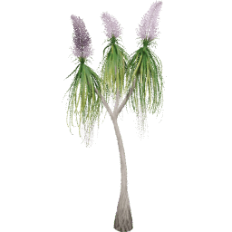 Beaucarnea recurvata B spring