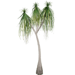 Beaucarnea recurvata B summer