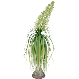 Beaucarnea recurvata C spring