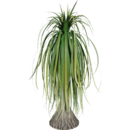 Beaucarnea recurvata C summer