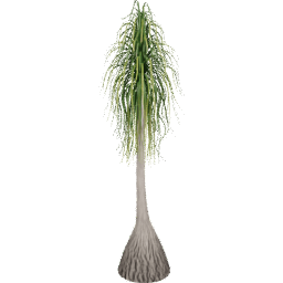 Beaucarnea recurvata D summer
