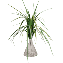 Beaucarnea recurvata F summer