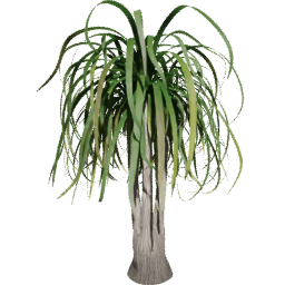 Beaucarnea recurvata G summer