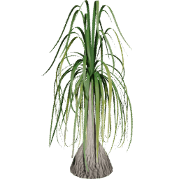 Beaucarnea recurvata H summer