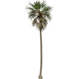 Borassus flabellifer A summer