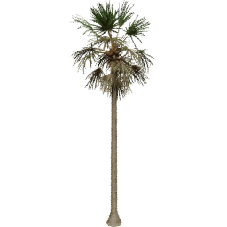 Borassus flabellifer B summer