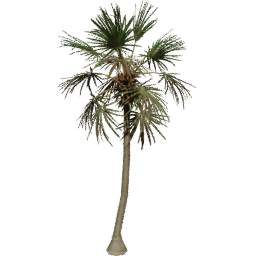 Borassus flabellifer C summer