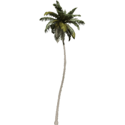 Cocos nucifera A spring summer
