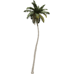 Cocos nucifera B spring summer