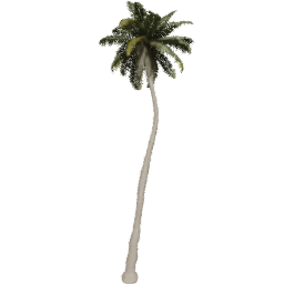 Cocos nucifera C spring summer
