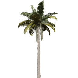 Cocos nucifera G spring summer