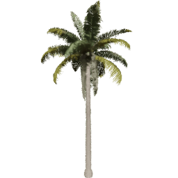 Cocos nucifera H spring summer