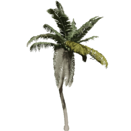 Cocos nucifera I spring summer