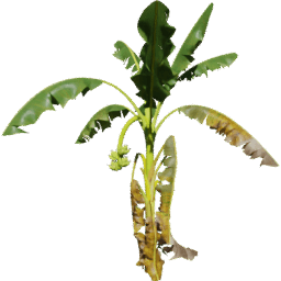 Musa acuminata C spring summer autumn