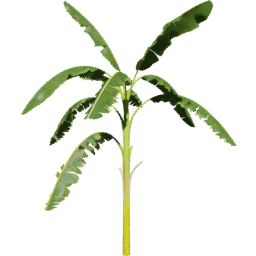 Musa acuminata F spring summer autumn