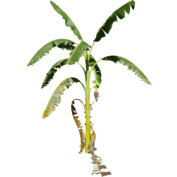 Musa acuminata G spring summer autumn