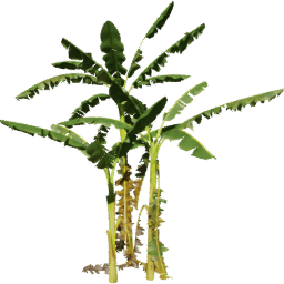 Musa acuminata H spring summer autumn