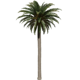 Phoenix canariensis A spring summer