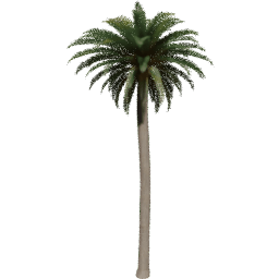 Phoenix canariensis B spring summer