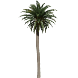Phoenix canariensis C spring summer