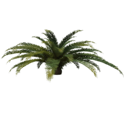 Phoenix canariensis D spring summer