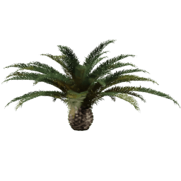 Phoenix canariensis E spring summer