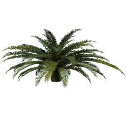 Phoenix canariensis F spring summer