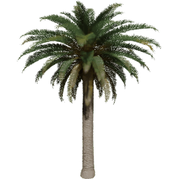 Phoenix canariensis G spring summer