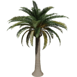 Phoenix canariensis H spring summer