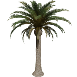 Phoenix canariensis I spring summer