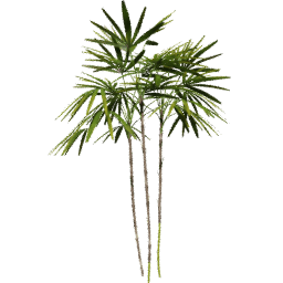 Rhapis excelsa A spring summer autumn