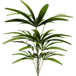 Rhapis excelsa B spring summer autumn