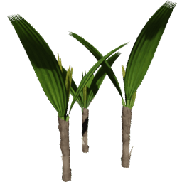 Rhapis excelsa C spring summer autumn