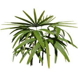 Rhapis excelsa E spring summer autumn