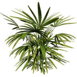 Rhapis excelsa F spring summer autumn