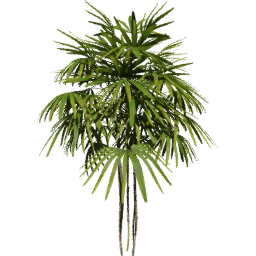 Rhapis excelsa G spring summer autumn