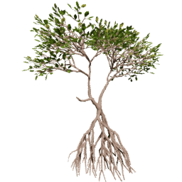 Rhizophora mangle A summer