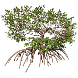Rhizophora mangle B summer