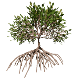 Rhizophora mangle C summer