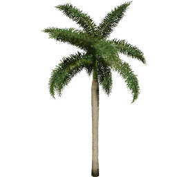 Roystonea regia C spring summer