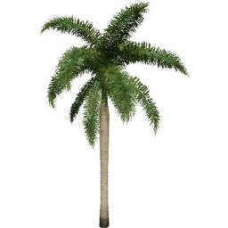 Roystonea regia D spring summer