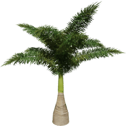 Roystonea regia E spring summer