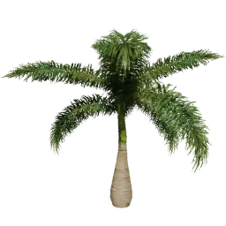 Roystonea regia F spring summer
