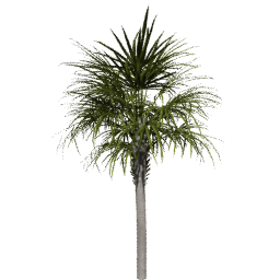 Sabal palmetto A spring summer